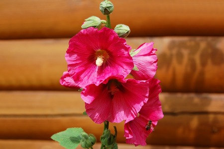 Beautiful fresh malva flower in rural flowerbedの写真素材