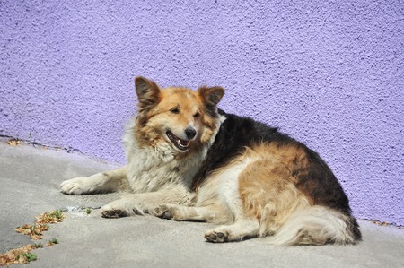 Stray dog on city street at summerの写真素材