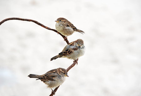 Several sparrow bird sit on rusty wireの写真素材