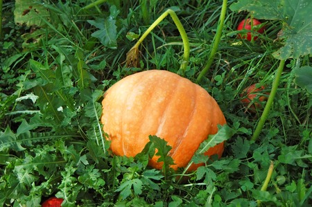Harvest of beautiful big ripe autumn pumpkinの写真素材