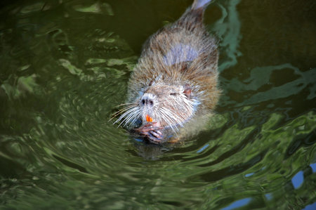 Nutria (Myocastor coypus) animal in lake water