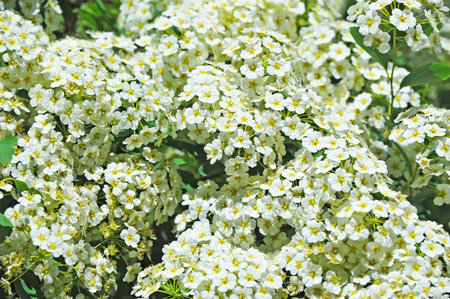 Spiraea alpine spring flower, white flowering shrub
