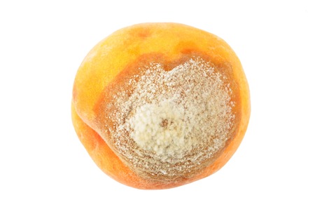 Molded ripe peach, isolated on white backgroundの写真素材