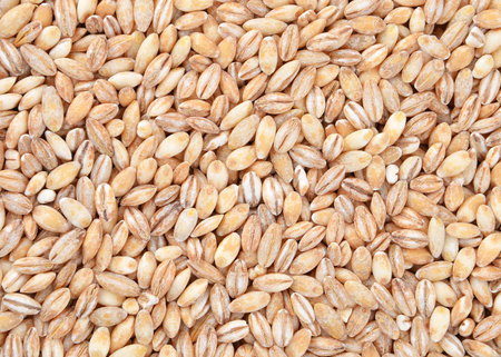 Barley grits, close up as natural food background