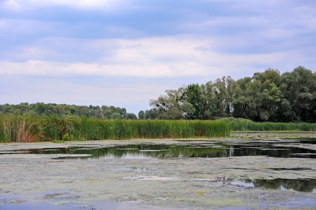Green landscape with river, tree and evening skyの写真素材