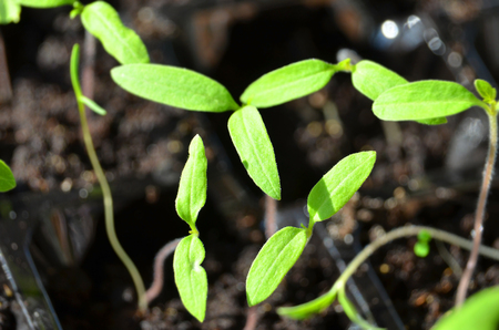 Green tomato seedling growing in small greenhouseの写真素材