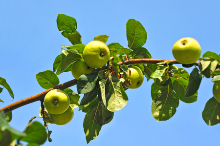 Green apple on the branch of treeの写真素材