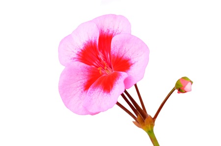 Balmy Geranium flower, isolated on white backgroundの写真素材