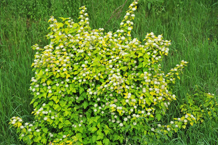 Spiraea japonica spring flower - white flowering shrub