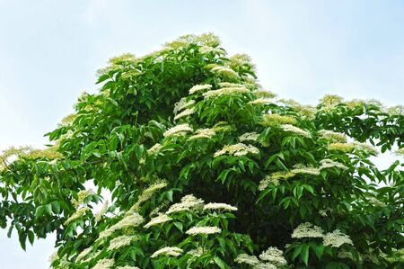 White elderberry blossom on blue sky backgroundの写真素材