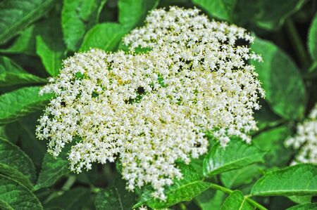 White elderberry blossom on natural green backgroundの写真素材