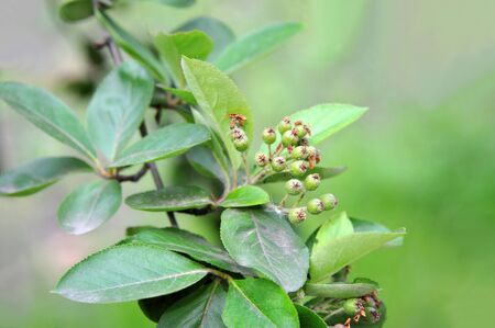 Black ashberry (Aronia melanocarpa) tree with unripe berriesの写真素材
