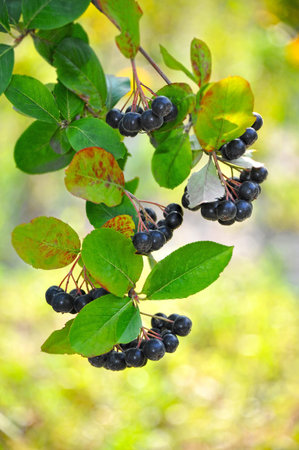 Black ashberry (Aronia melanocarpa) tree with ripe berryの写真素材