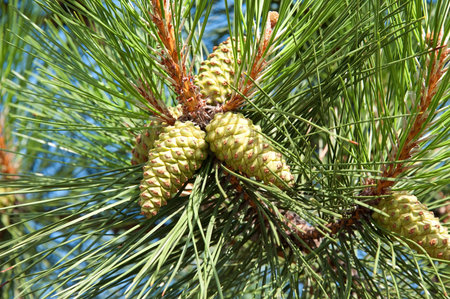 Pine tree with strobile on branch, close-up