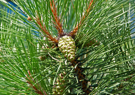 Pine tree with strobile on branch, close-up