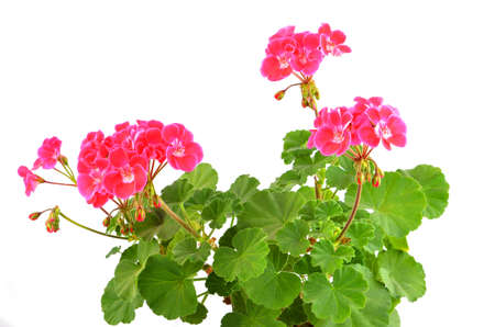 Balmy Geranium flower, isolated on white backgroundの写真素材