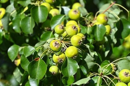 Green pear on branch of the tree