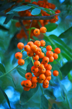 Rowan berries, Mountain ash (Sorbus) tree with ripe berry