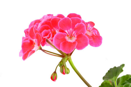 Balmy Geranium flower, isolated on white backgroundの写真素材