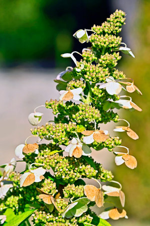 White hydrangea plant in rural flowerbed, close upの写真素材