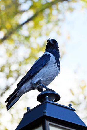 Raven on street light against blur tree background