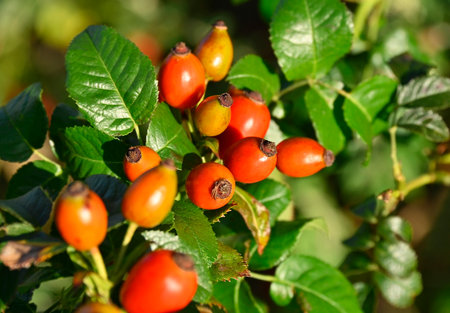 Bunch of dog rose on green backgroundの写真素材