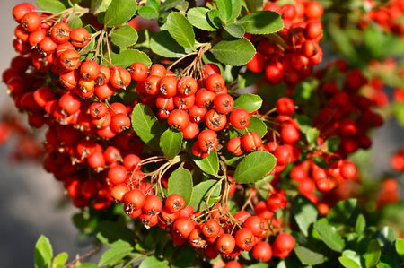 Rowan berries, Mountain ash (Sorbus) tree with red berry
