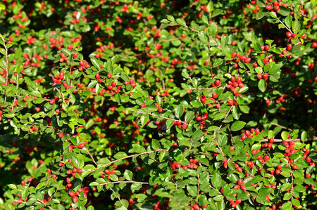 Japanese barberry (Berberis thunbergii) with red berries