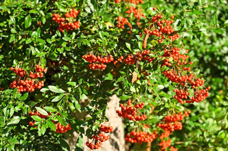 Rowan berries, Mountain ash (Sorbus) tree with red berry