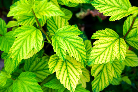 Chlorosis disease on leaves of raspberry plant