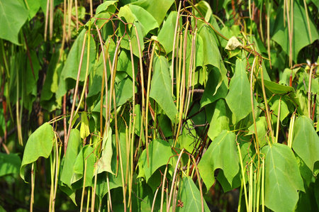 Catalpa tree (Catalpa spp.) with slender long green pods