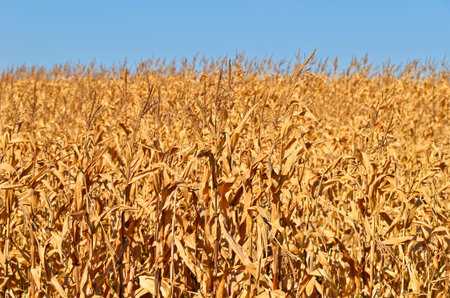 Dried corn stalks on field and blue sky at fall season