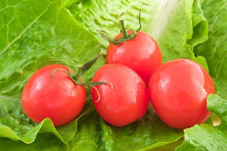 Fresh green lettuce and tomatoesの写真素材