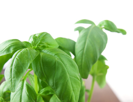 A basil plant on white background