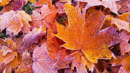 autumn leaves with frosty edges