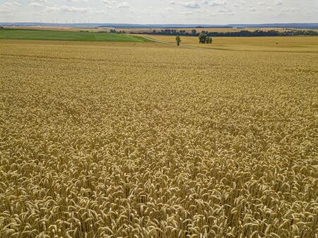 large wheat crops field with blue skyの写真素材