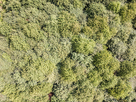 Tree tops seen from above, drone shot