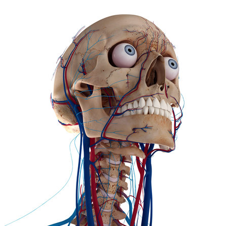 Human skull with eyes, arteries and veins