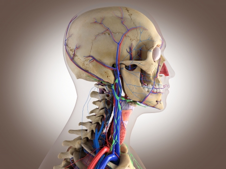 Human anatomy - structure of head brain, eyes etcの写真素材