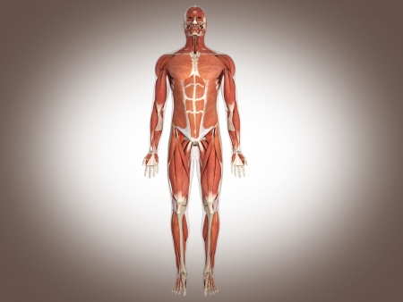 muscle manの写真素材