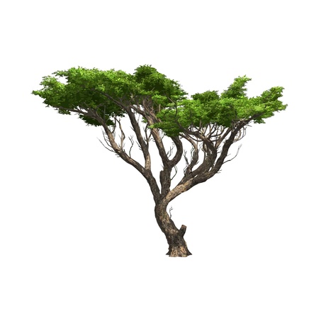 Acacia tree isolated  Vector illustrationのイラスト素材