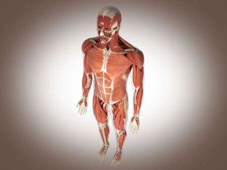 muscle manの写真素材