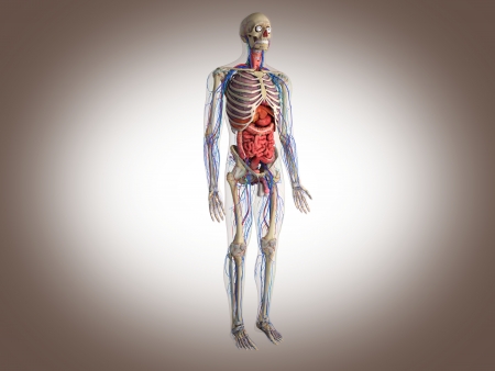 Man skeleton with internal organs  3 D digital rendering の写真素材