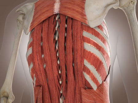 3D Rendering Intestinal internal organの写真素材