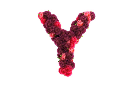 Aster flowers letter, isolated on white.の写真素材