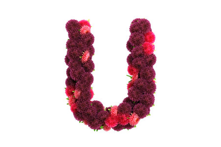 Aster flowers letter, isolated on white.の写真素材