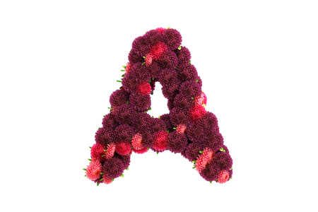 Aster flowers letter, isolated on white.の写真素材