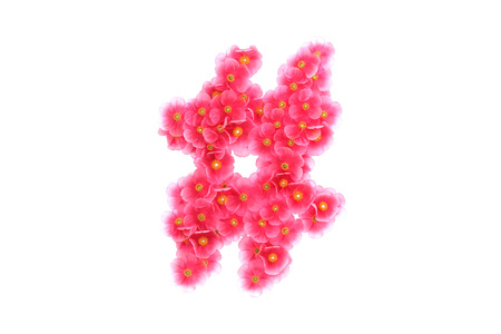 Pink violets symbol, isolated on white backgroundの写真素材