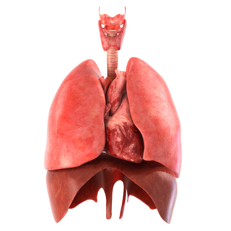 It's part of a big set of organ illustrations include pain, desease etc. See more in my portfolio.の写真素材