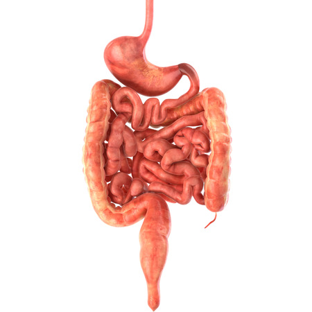 It's part of a big set of organ illustrations include pain, desease etc. See more in my portfolio.の写真素材